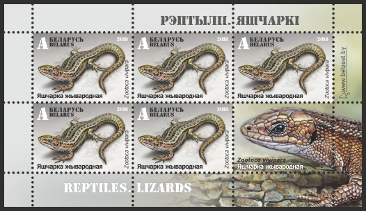 ящерка живородящая